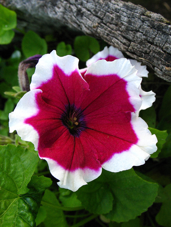 Red and White flower