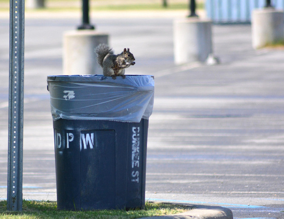 Squirrel in trash can